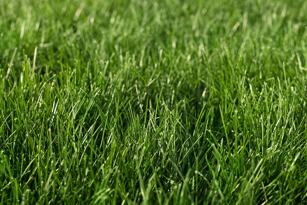 More Than Just Mowing: The Comprehensive Approach to Grounds Maintenance