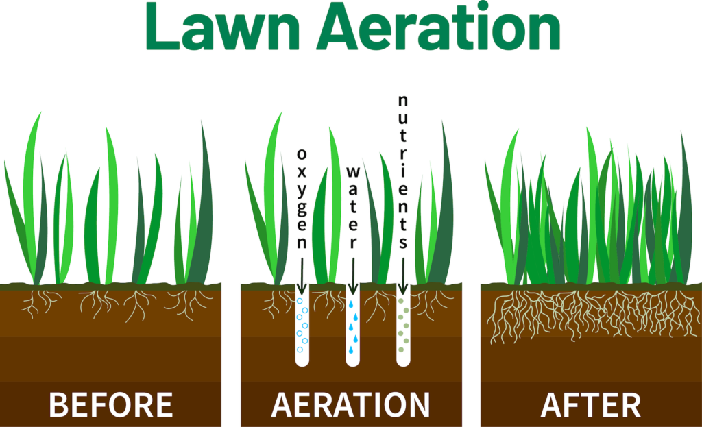 Illustration showing the before, during, and after effects of lawn aeration, a process that allows oxygen, water, and nutrients to better flow to your lawn's root system.