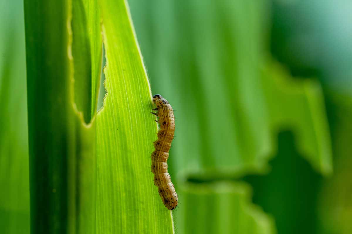 Invasive insect damaging lawn.