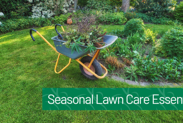 Seasonal Lawn Care Essentials: Tips for Year-Round Lawn Maintenance