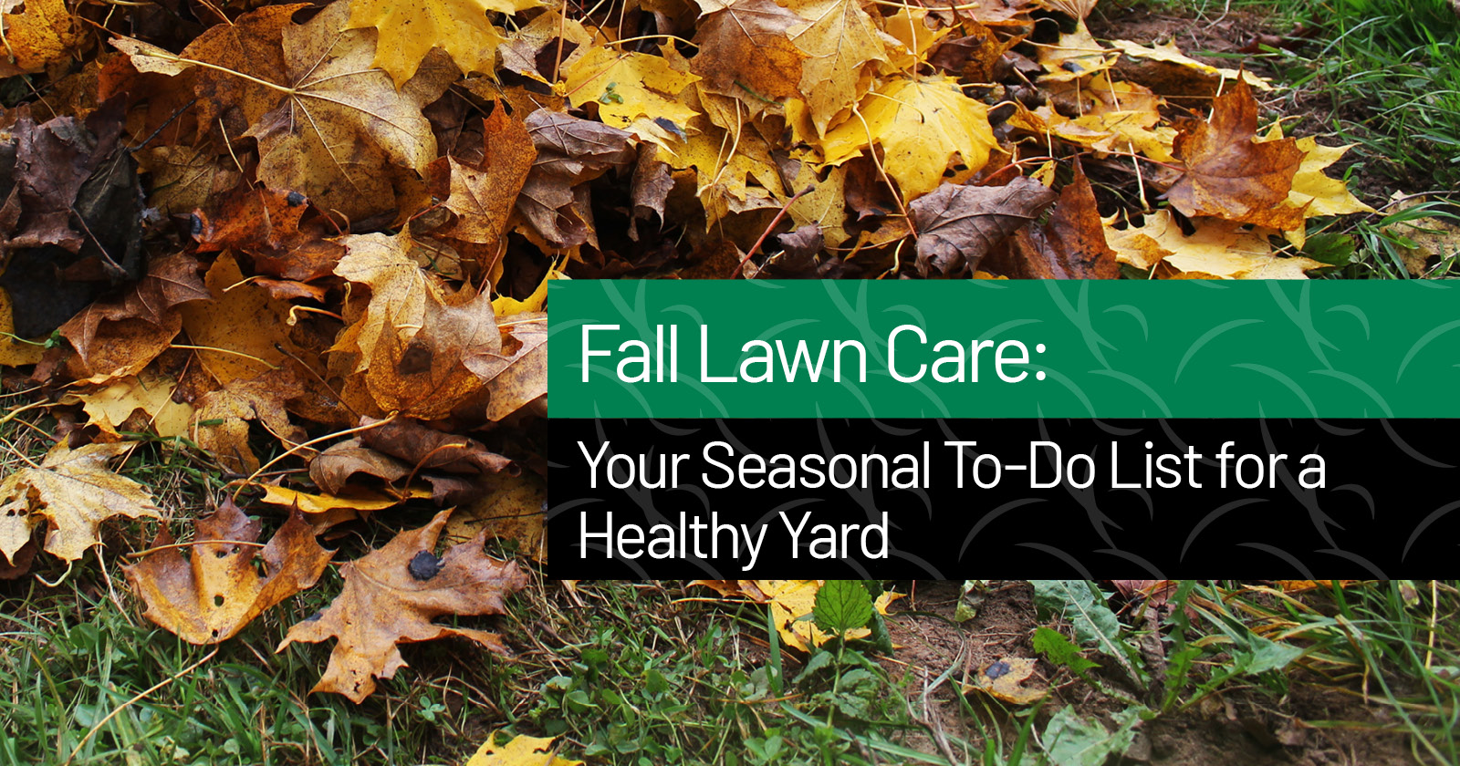 Fall Lawncare Tips for a Healthy Winter Lawn - The LawnPro